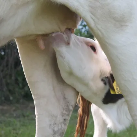 Rewita Фермерский дом Дарлово