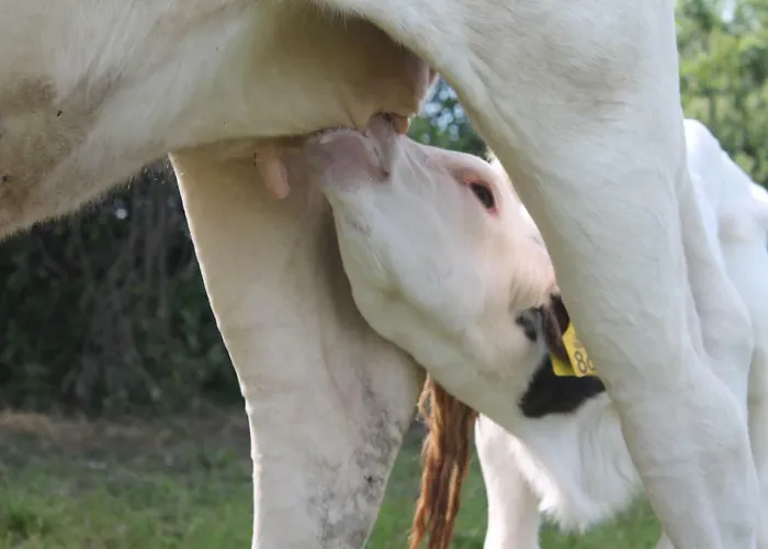 Rewita مزرعة للإقامة دارووفكو